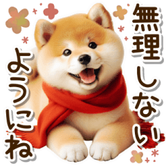 [LINEスタンプ] 毎日使える冬の柴犬