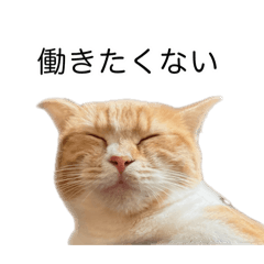 [LINEスタンプ] 社畜！ねこちゃん