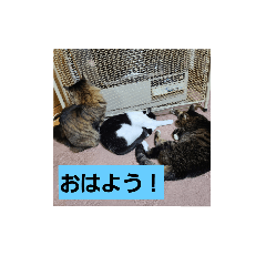 [LINEスタンプ] にゃんこのたわむれ