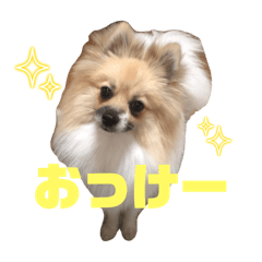 [LINEスタンプ] パーティーカラーのポメラニアンです