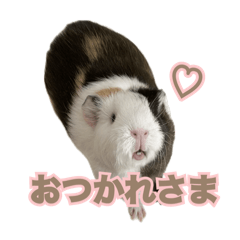[LINEスタンプ] モルモットのさといも