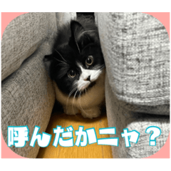 [LINEスタンプ] ニャニャニャまぐにゃん