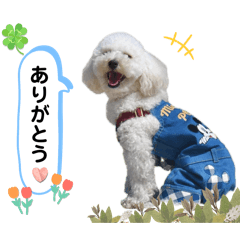 [LINEスタンプ] まるぷーのクオレさん