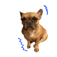 [LINEスタンプ] かわいい犬大発見