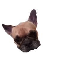 [LINEスタンプ] かわいい犬大発見2