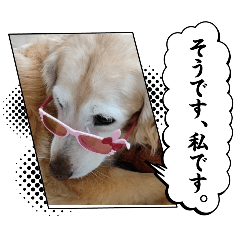 [LINEスタンプ] 癒しになる犬のスタンプの画像（メイン）