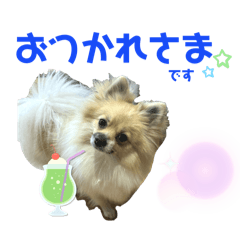 [LINEスタンプ] パーティーカラーのポメラニアン2です