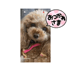 [LINEスタンプ] ごんとももの日常4の画像（メイン）