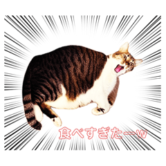 [LINEスタンプ] 猫屋敷2024年