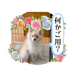 [LINEスタンプ] うごく武田ポン太くんスタンプ