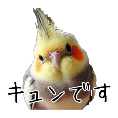 [LINEスタンプ] 若者オカメインコのスタンプ