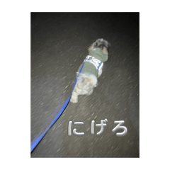 [LINEスタンプ] シーズー犬もふ4の画像（メイン）