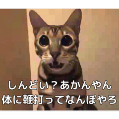 [LINEスタンプ] あかんやん構文