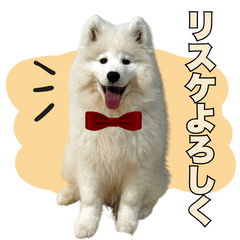 [LINEスタンプ] コンサル用語を使いこなすサモエド犬つばき