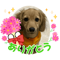 [LINEスタンプ] カニンヘンミニチュアダックス子犬のアポロ