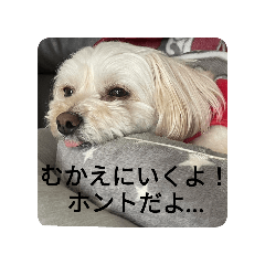 [LINEスタンプ] チワプー♡小麦です 【連絡用】