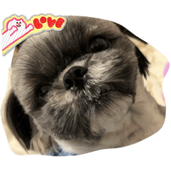 [LINEスタンプ] シーズー犬もふ6