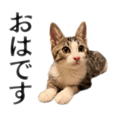 [LINEスタンプ] にものちゃんねる