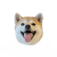 [LINEスタンプ] 愛犬つむぎ