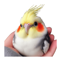 [LINEスタンプ] オカメインコだけ