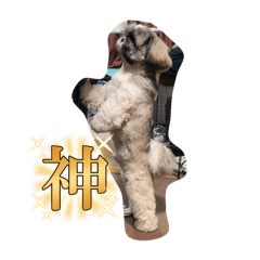 [LINEスタンプ] シーズー犬もふ7