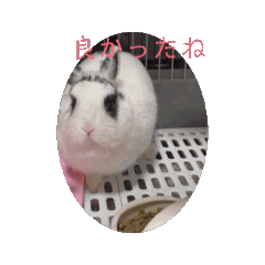 [LINEスタンプ] れっつごーうさぎ