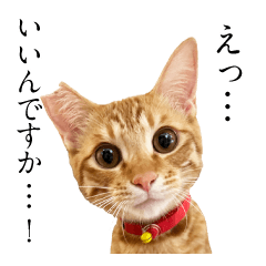 [LINEスタンプ] 猫田風太郎ファミリー第三世代