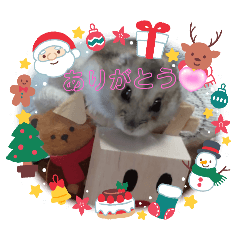 [LINEスタンプ] クリスマスまめ