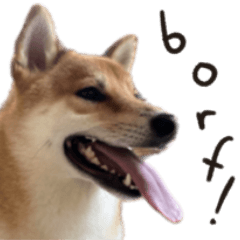 [LINEスタンプ] 柴犬borf