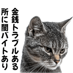 [LINEスタンプ] 闇バイトを防ぐ猫【防犯・詐欺バイト対策】