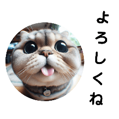 [LINEスタンプ] 魚眼レンズシリーズ 猫