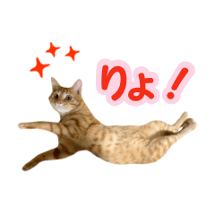 [LINEスタンプ] わが家の♡ニャンズ猫（日常用）