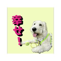 [LINEスタンプ] かわいいゴールデンドゥードル