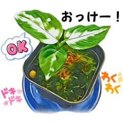 [LINEスタンプ] アグラオネマ②