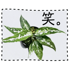 [LINEスタンプ] アグラオネマ③