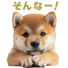 [LINEスタンプ] リアクションする柴犬【連絡用・日常会話】