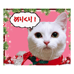 [LINEスタンプ] 動く短足猫のメリークリスマス！