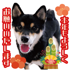 [LINEスタンプ] 柴犬 黒柴きのこの日常16 お正月再販編