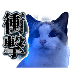 [LINEスタンプ] アイラの日常 Vol.1 【ラグドール/猫】の画像（メイン）