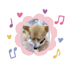 [LINEスタンプ] コーギー犬 ちゃべすの画像（メイン）