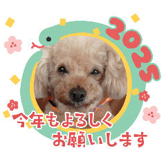[LINEスタンプ] 祝❤クレオ君とマリーちゃん