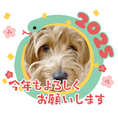 [LINEスタンプ] 今年もよろしくわん