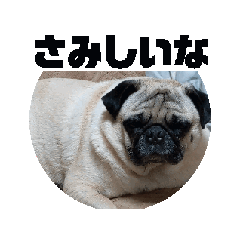 [LINEスタンプ] 僕パグのブン太