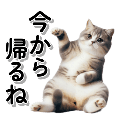 [LINEスタンプ] 毎日使う☆家族への連絡・メッセージ☆猫