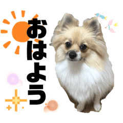 [LINEスタンプ] パーティーカラーのポメラニアン3