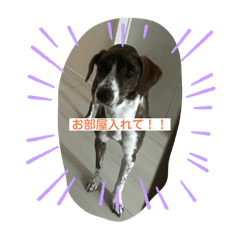 [LINEスタンプ] ラッキーなまいにち