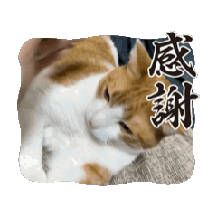 [LINEスタンプ] うちの動物たち最強最愛スタンプ(改良)の画像（メイン）