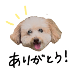 [LINEスタンプ] かわいいわんちゃんの1日