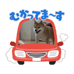 [LINEスタンプ] 青木家のココアちゃんの画像（メイン）