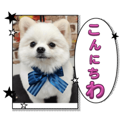 [LINEスタンプ] こむぎさん(4)